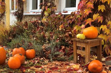 Podzim ryby a dýně