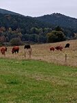 IMG-20241022-WA0009